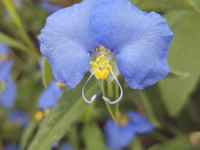 Widow's Tears