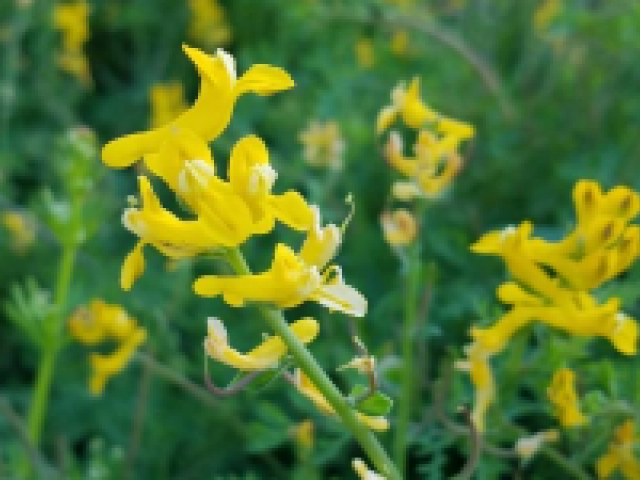 A yellow flower in bloom