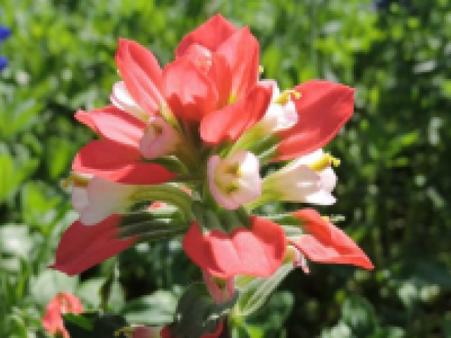 Texas Paintbrush in bloom