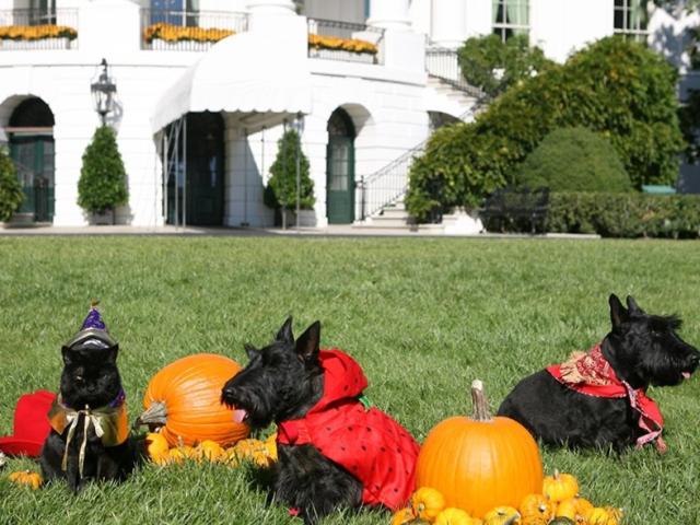 The White House Pets, India, Miss Beazley and Barney, Get Ready for a Boo-tiful Halloween, 2007.