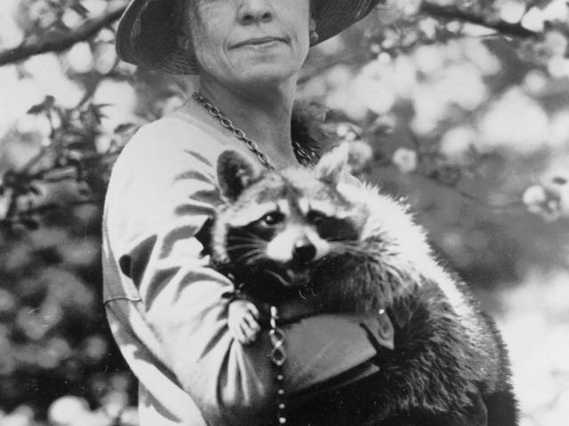 Mrs. Calvin Coolidge, half-length portrait, standing, facing front, holding her pet raccoon. Photograph taken between 1921 and 1923.