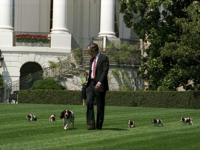 President George H. W. Bush walks onto the White House lawn with his Springer Spaniel, Millie, and Millie's new puppies. One of the puppies is Spot, who would later live at the White House as President George W. Bush's dog. George Bush Presidential Library and Museum. P0237-06.