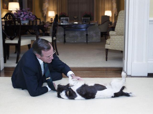 President Bush pets Millie in the Residence of the White House, November 8, 1989. George Bush Presidential Library and Museum. P07871-02A.