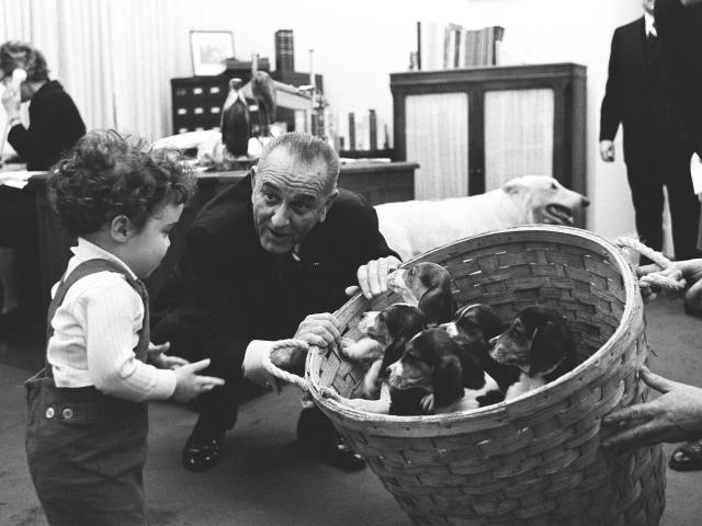 President Johnson shows a basket of Beagle puppies to special assistant Jack Valenti's daughter, Courtenay, at the White House, January 5, 1966. LBJ Library photo by Yoichi Okamoto.