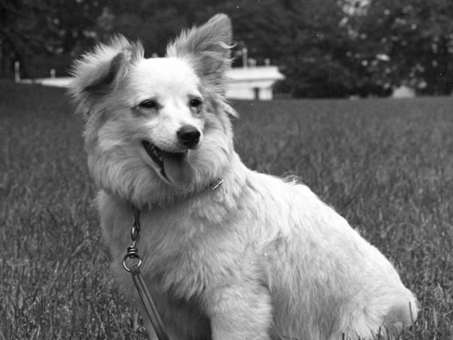 Kennedy family dog Pushinka sitting on the South Lawn of the White House, Washington, D.C.  John F. Kennedy Presidential Library and Museum, Boston. KN-18269.
