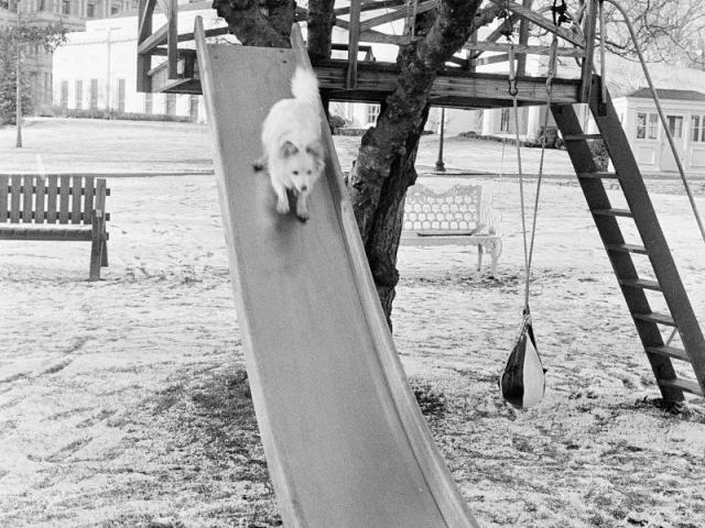 Pushinka on Caroline Kennedy’s slide, December 13. 1962 . Cecil Stoughton, White House Photographs. John F. Kennedy Presidential Library and Museum, Boston. ST-537-4-62.