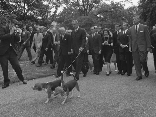President Lyndon B. Johnson walks his two beagles as a large group of press members follow, Washington DC, August 18, 1964. LBJ Library photo by Cecil Stoughton. 336-2-WH64.