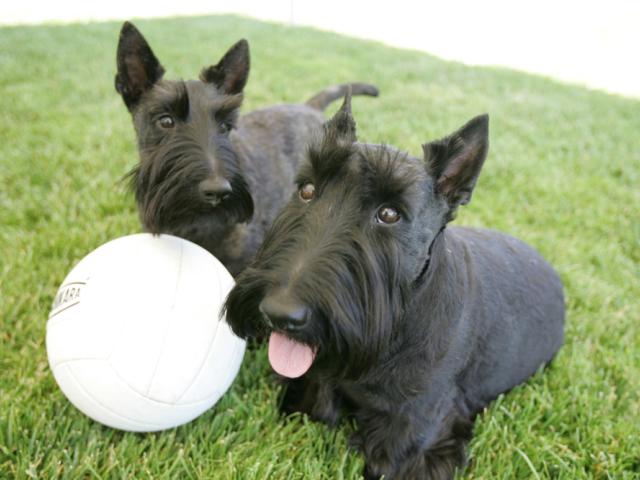 Barney and Miss Beazley, left, take a break from playing with their volleyball on June 13, 2006, while playing out on the South Lawn of the White House. George W. Bush Presidential Library. 