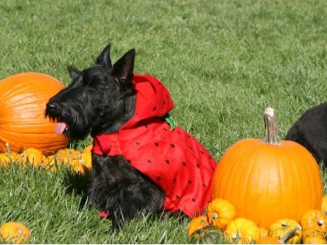 The Bush White House pets - India, Miss Beazley, and Barney - get ready for a Boo-tiful Halloween, October 31, 2007.