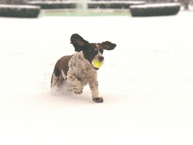 Spot plays in the snow on the South Lawn, December 5, 2002. George W. Bush Presidential Library. P24665-04a.