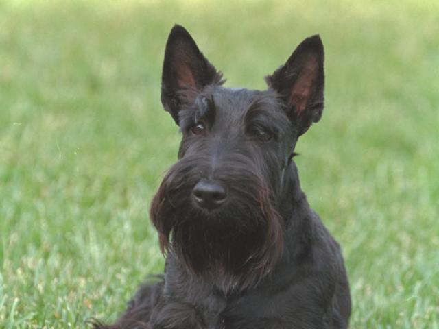 Barney sits on the South Lawn, May 15, 2001. Photo by Paul Morse, George W. Bush Presidential Library. P2964-04.