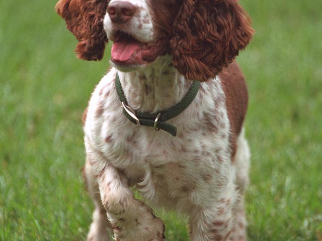 Spot Plays on the South Lawn of the White House.