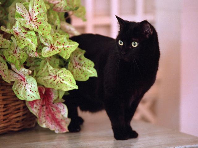 India (also known as Willie) peeks around a plant, July 10, 2001, at the White House.  Photo by Paul Morse, George W. Bush Presidential Library. P5098-20.