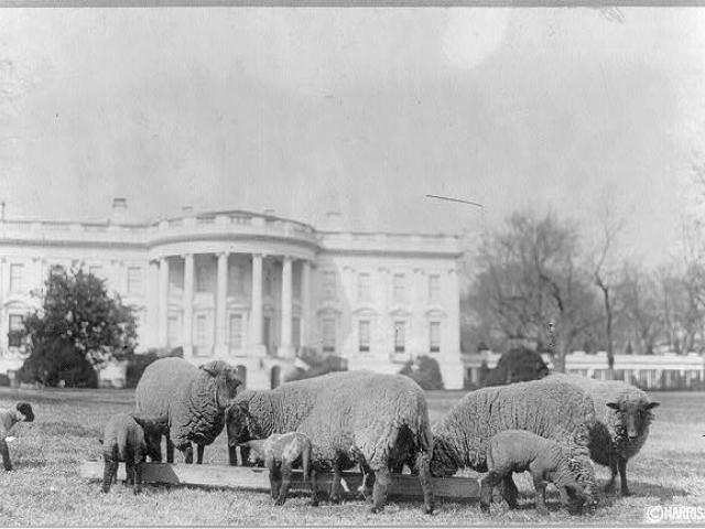 Sheep on the White House lawn. ca. 1919. Aug. 27. Photograph.