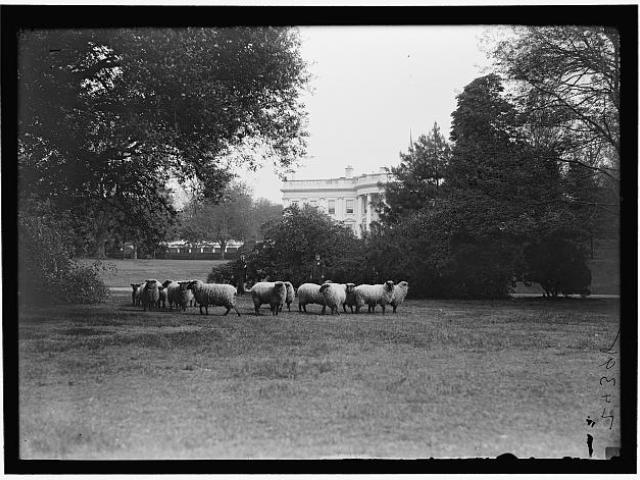 Harris & Ewing, photographer. WHITE HOUSE. SHEEP ON LAWN. Washington D.C. [Between 1916 and 1919]