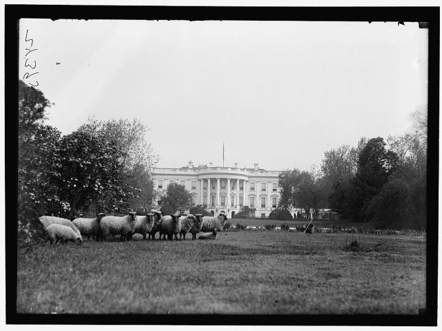 Harris & Ewing, photographer. WHITE HOUSE. SHEEP ON LAWN. Washington D.C. [Between 1916 and 1919]