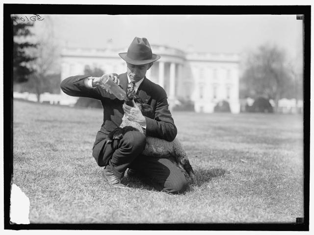 Harris & Ewing, photographer. WHITE HOUSE. FEEDING SMALL SHEEP ON WHITE HOUSE LAWN. Washington D.C. [Between 1916 and 1919] Photograph.