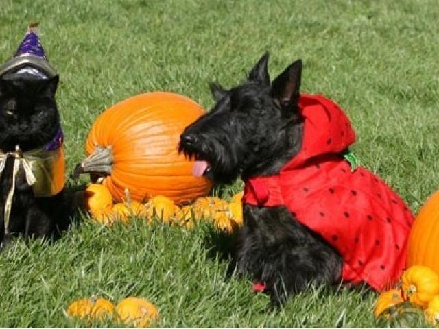 India, Barney, and Miss Beazley at Halloween.