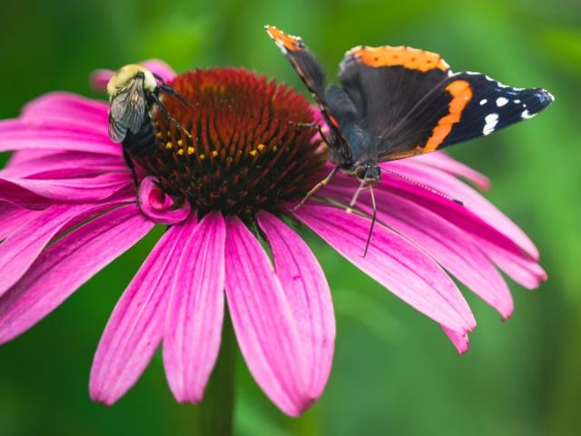 Butterfly sitting on pink flower.
