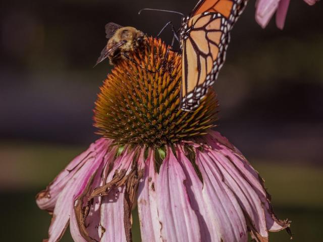 Butterfly and bee sitting on decaying pink flower.