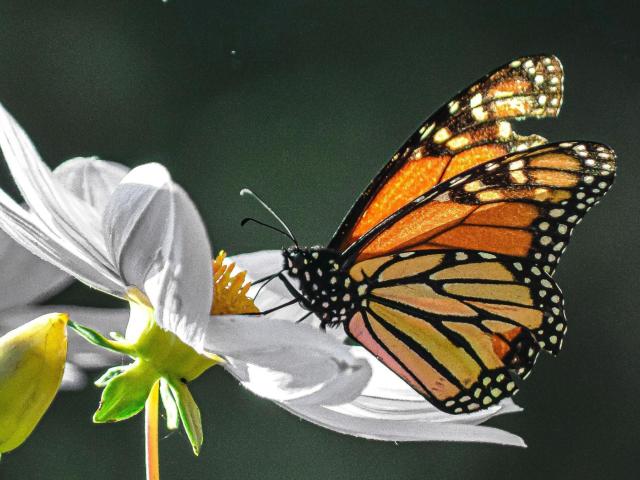 Monarch butterfly sitting on white flower.
