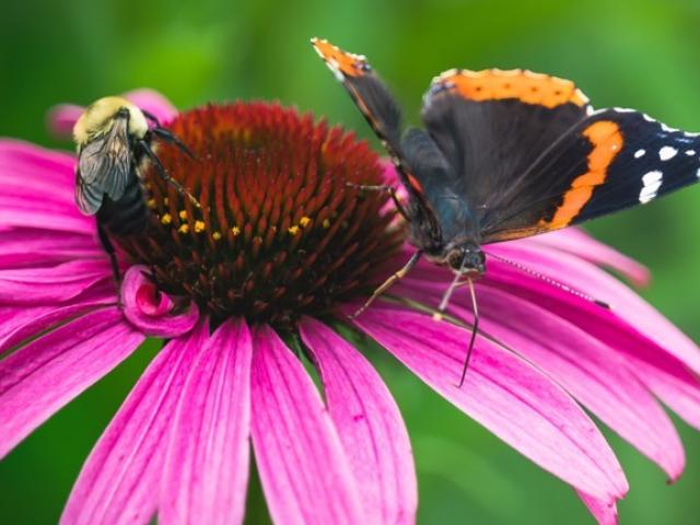 Butterfly sitting on pink flower.
