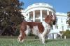 Spot stands in the South Lawn of the White House, November 7, 2001. (P9428-12A)
