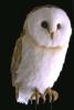 Bird 4