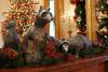 Raccoons
