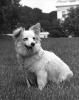 Kennedy family dog Pushinka sitting on the South Lawn of the White House, Washington, D.C.  John F. Kennedy Presidential Library and Museum, Boston. KN-18269.