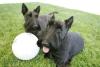 Barney and Miss Beazley, left, take a break from playing with their volleyball on June 13, 2006, while playing out on the South Lawn of the White House. George W. Bush Presidential Library. 