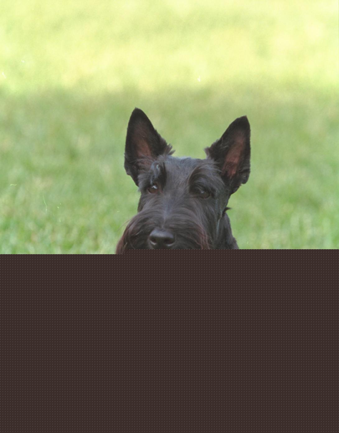 Barney sits on the South Lawn, May 15, 2001. (P2964-04)