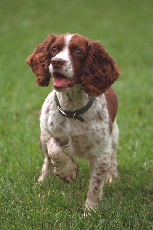 Spot plays on the South Lawn, May 28, 2001. (P3432-18)