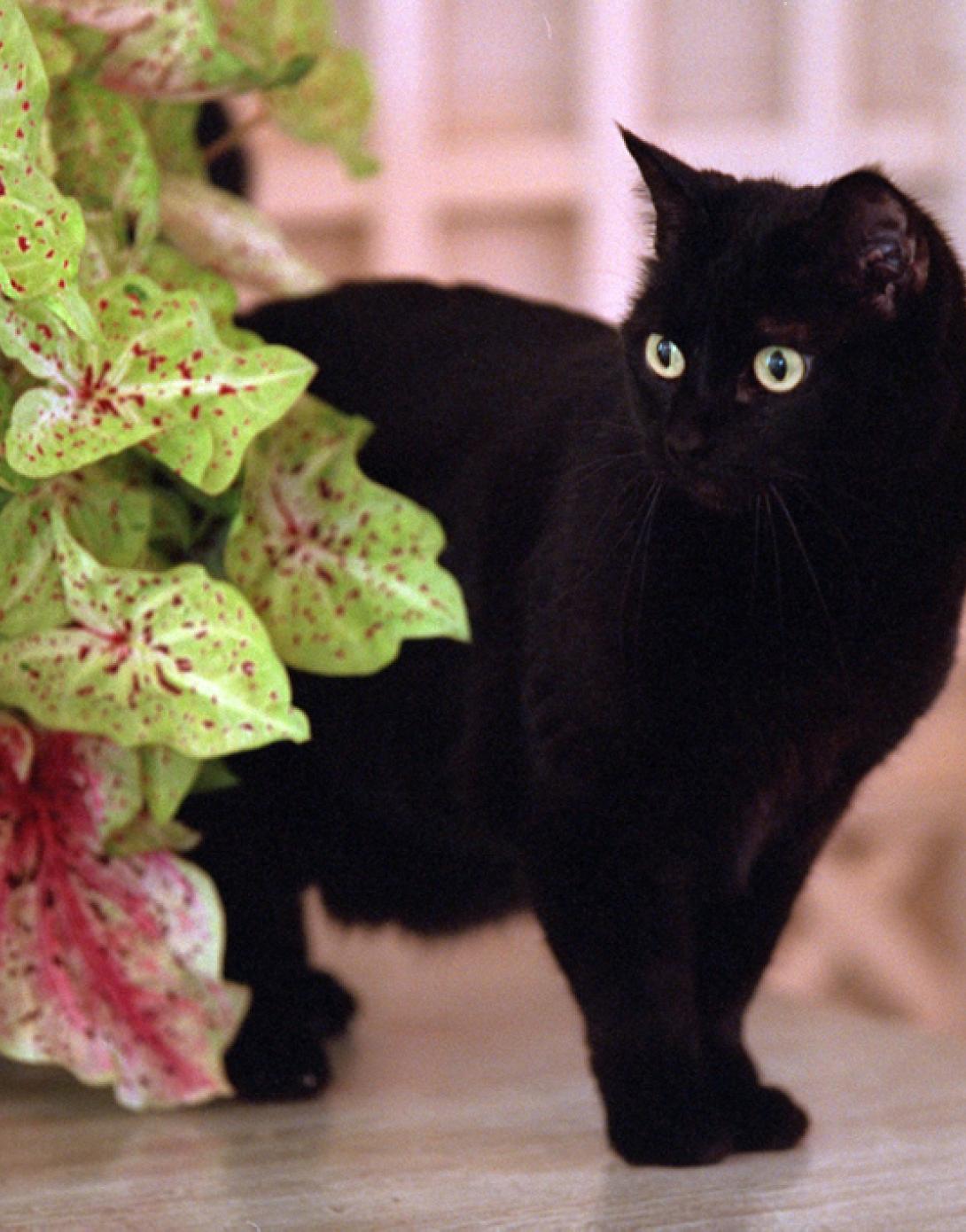 India (also known as Willie) peeks around a plant, July 10, 2001, at the White House. (P5098-20)