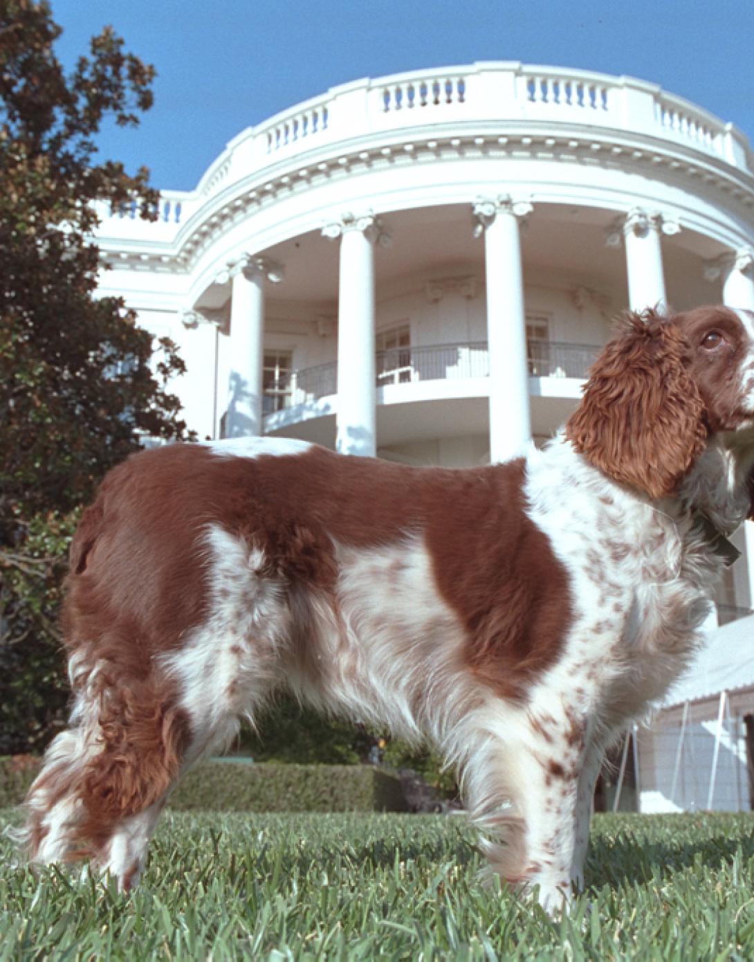 Spot stands in the South Lawn of the White House, November 7, 2001. (P9428-12A)