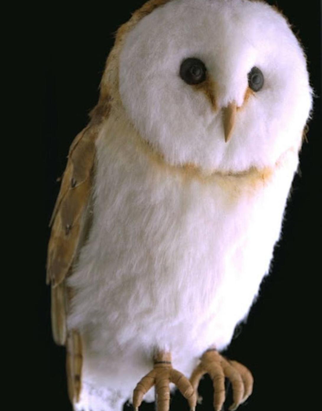 Bird 4