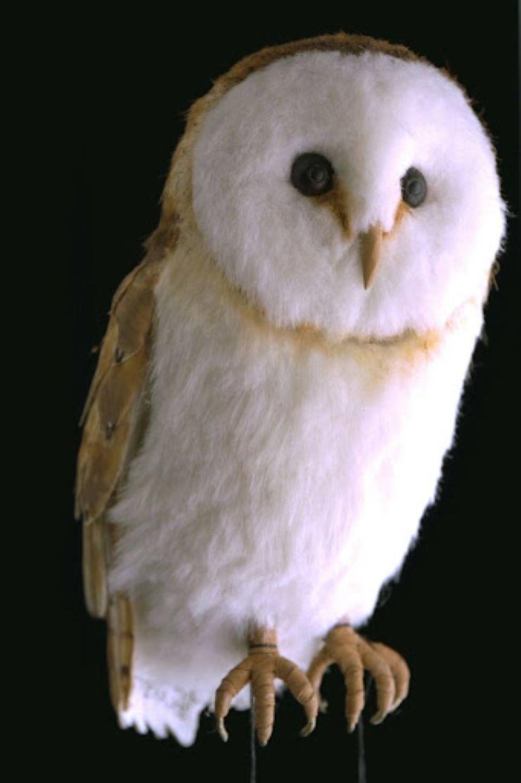 Bird 4