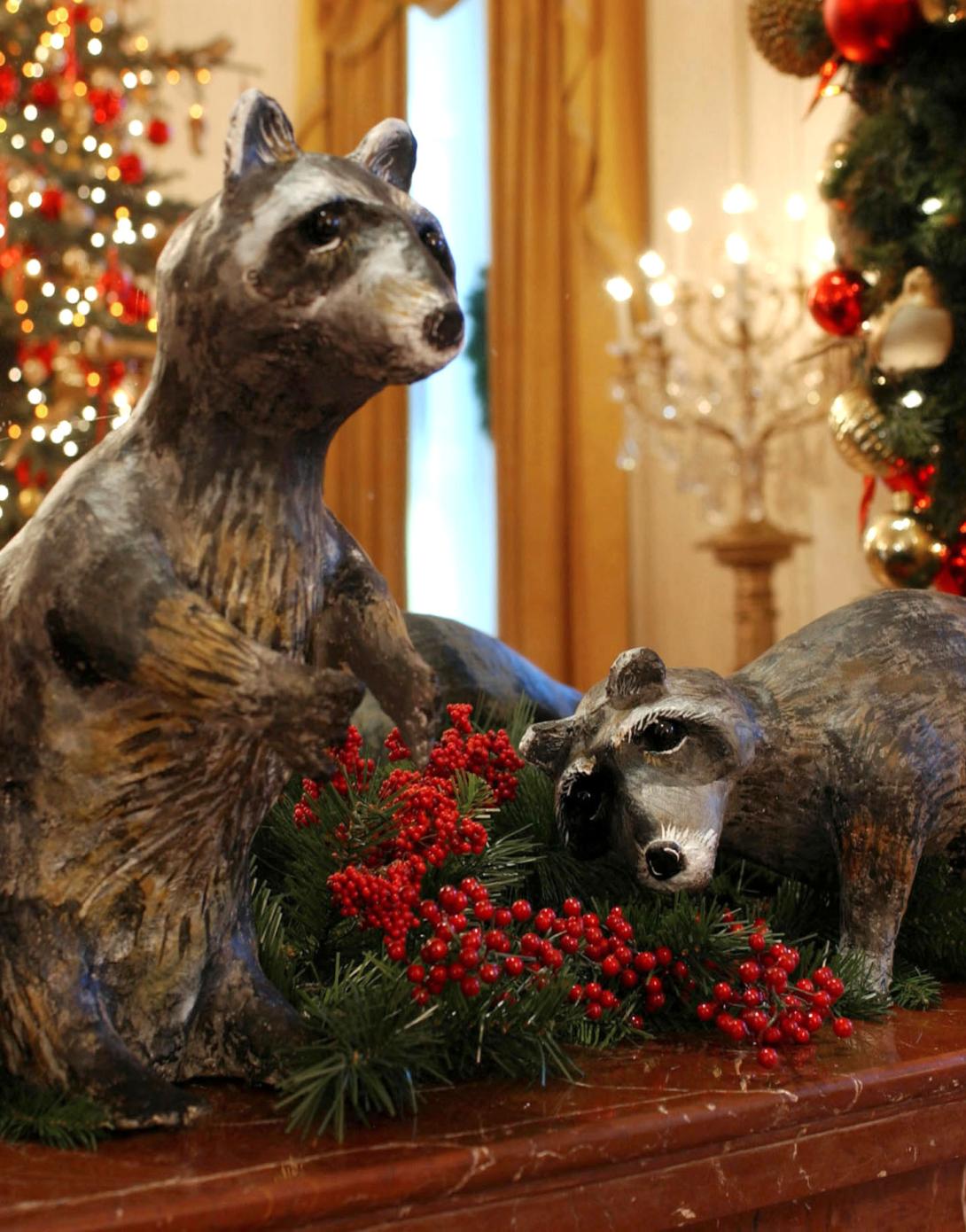 Raccoons
