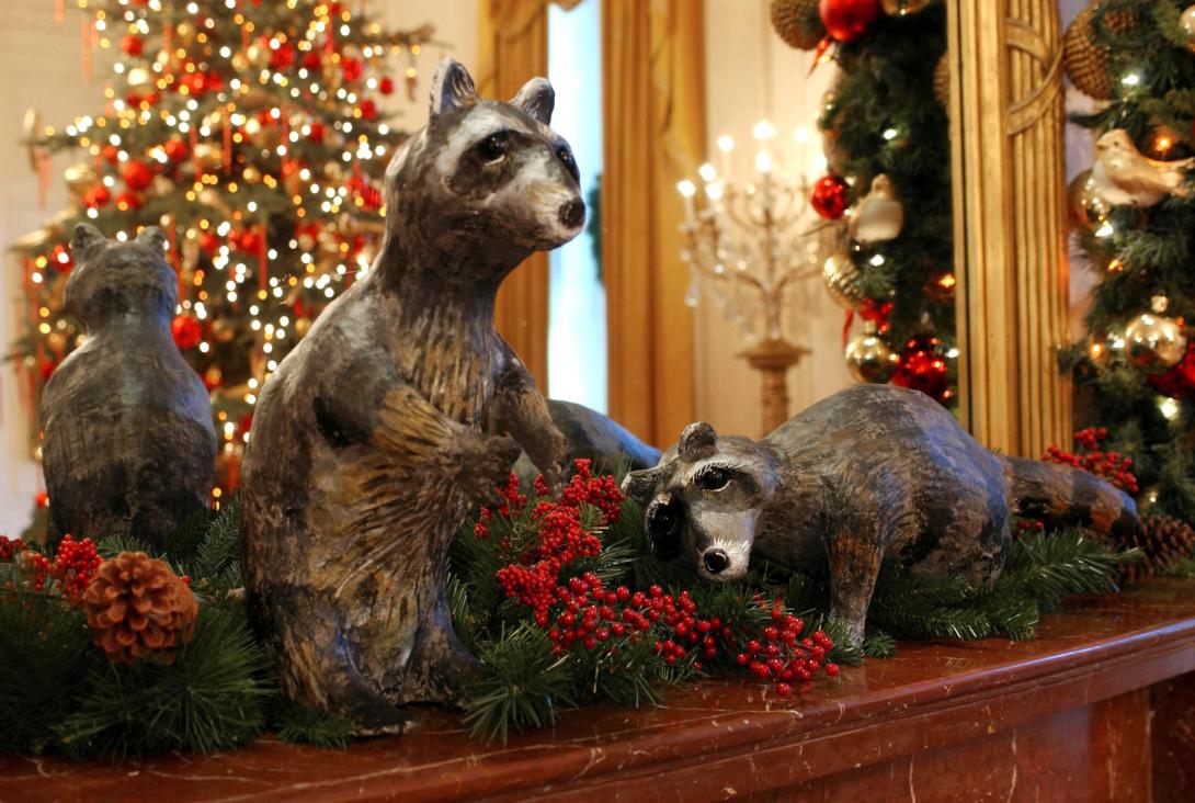 Raccoons