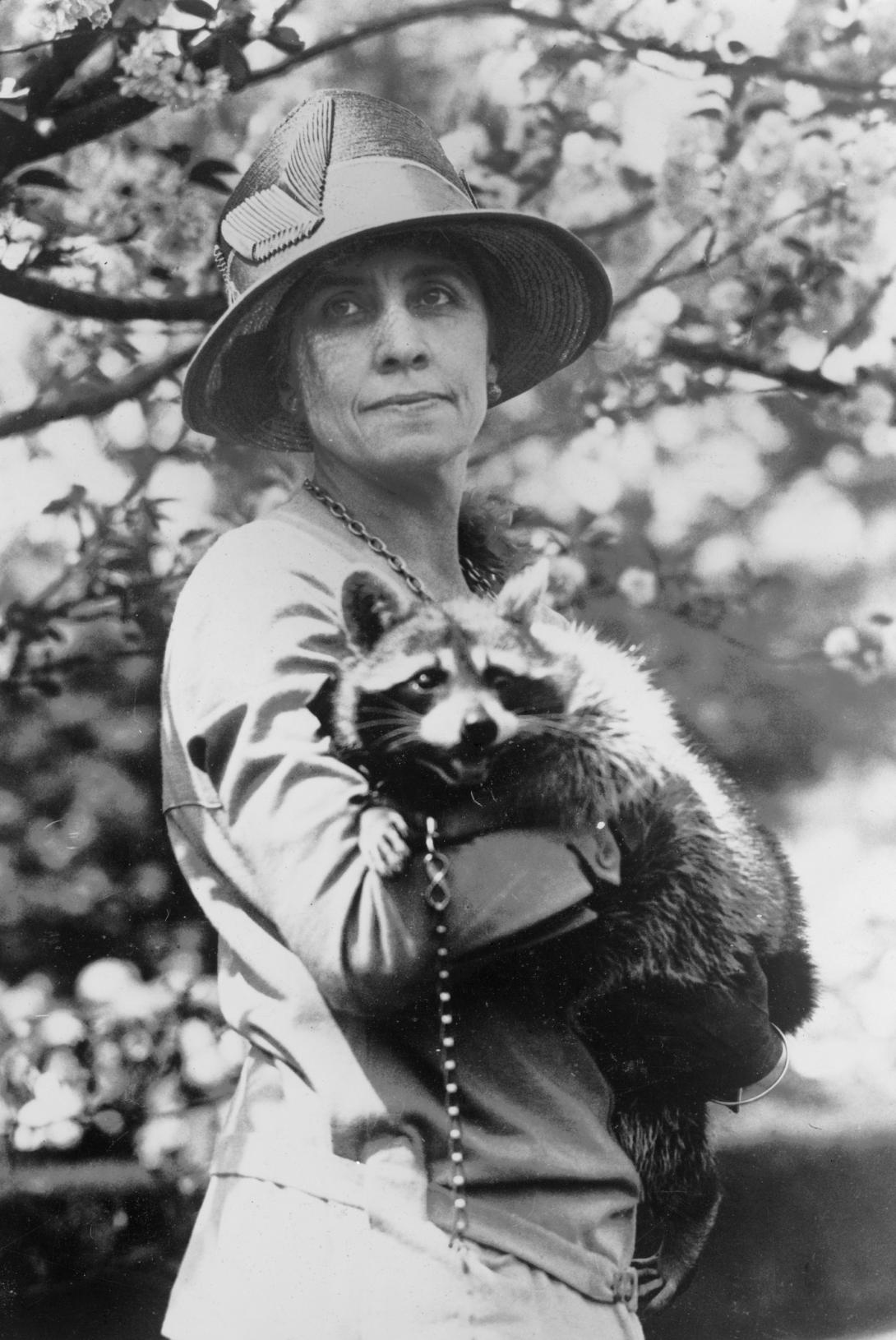 Mrs. Calvin Coolidge, half-length portrait, standing, facing front, holding her pet raccoon. Photograph taken between 1921 and 1923.