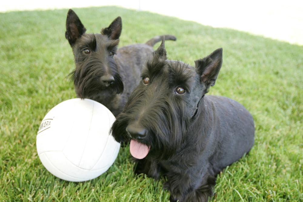 Barney and Miss Beazley, left, take a break from playing with their volleyball on June 13, 2006, while playing out on the South Lawn of the White House. George W. Bush Presidential Library. 