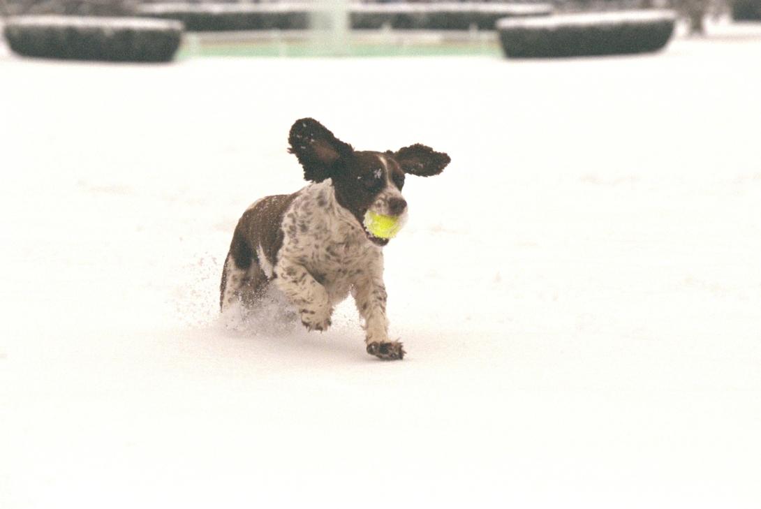 Spot plays in the snow on the South Lawn, December 5, 2002. George W. Bush Presidential Library. P24665-04a.