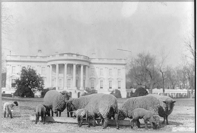 Sheep on the White House lawn. ca. 1919. Aug. 27. Photograph.